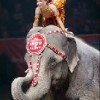 The Greatest Show on Earth is Coming to the BJCC | Enter to WIN Circus Tickets Now!