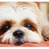 FREE 3×5 Magnet from Shutterfly | Ideas for your FREE Magnet