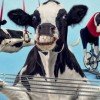 Chick-fil-a 2017 Cow Calendar and FREE Item Card GIVEAWAY (ends 1/1)