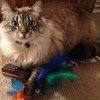 I’m a Crazy Cat Lady | Meet my 4 Cats!
