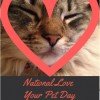 National Love Your Pet Day February 20th | Cat Toys & Homemade Dog Biscuit Recipe