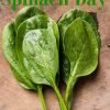 March 26th: National Spinach Day – Three (or more) “Popeye Approved” Ways to Use Spinach
