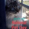 National Pet Day April 11th | Pet Food & Supplies Sales, Cat Toys & Homemade Dog Biscuit Recipe