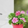 Lowe’s: Hanging Flower Baskets 2/$10 thru 5/15