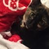 National Pet Day April 11th