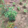 Our 2020 Quarantine Garden | Modern Day “Victory Garden”