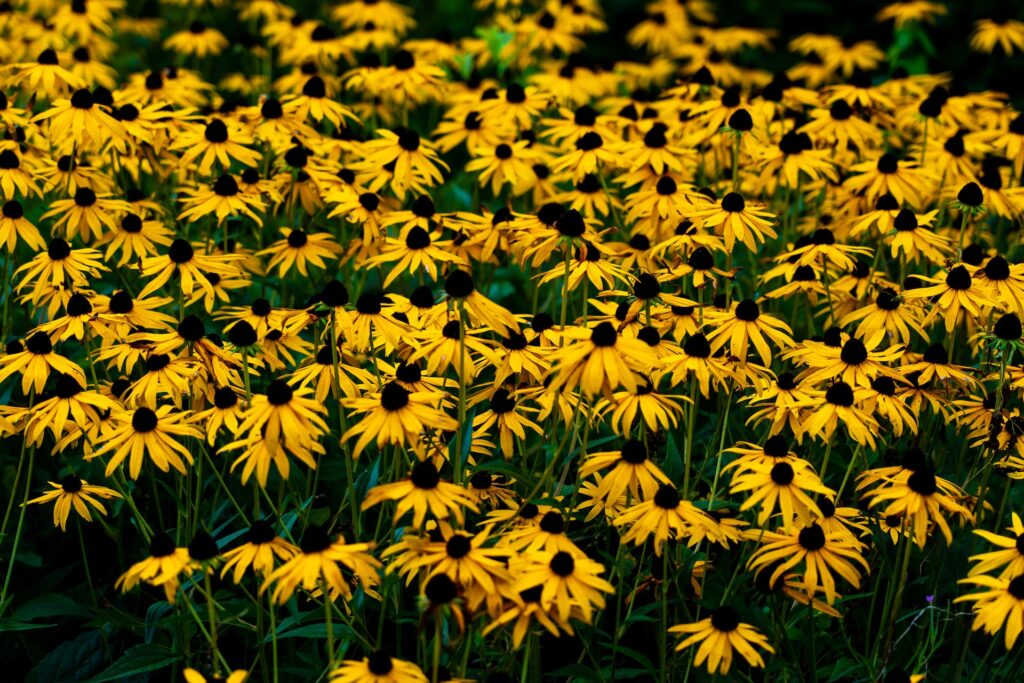 FREE Pollinator Wildflower Seed Pack!