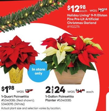 Poinsettias: Lowe's & Home Depot 2024 Black Friday Prices